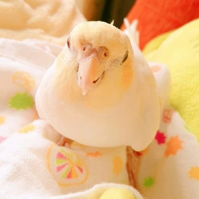 ６歳の #オカメインコのぷりんちゃん (PFルチノー)と暮らしてます。2016.9.22～ 🐤飼い主は障害と闘いながら必死に生きてるのでその悩みツイート多いです。