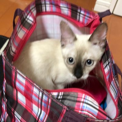 fHVw6UaDEnEMr15's profile picture. 猫🐈と犬🐕が好き。人生で出会う人を大切に生きていきたいです❗️無言フォロー御了承ください❗️