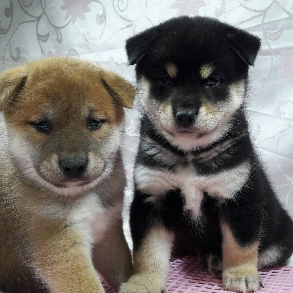 Pearl Yan On Twitter Austin Japanese Shiba Inu Puppies For