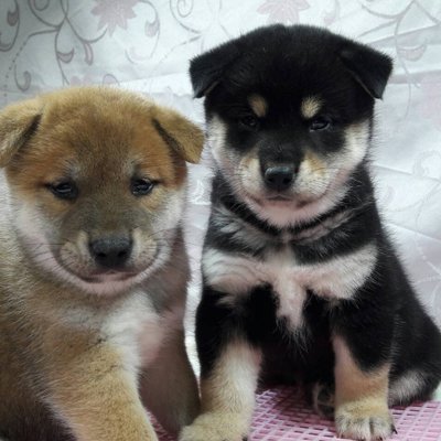 Pearl Yan On Twitter Austin Japanese Shiba Inu Puppies For