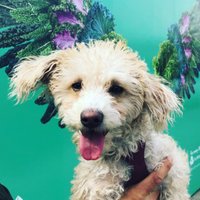 zoethesassydog(@zoethesassydog) 's Twitter Profile Photo