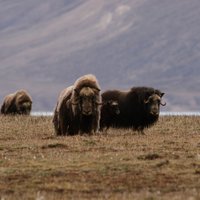 Greenland Ecosystem Monitoring (@gem_arctic) 's Twitter Profile