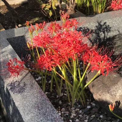 Pregabalin_42's profile picture. 
