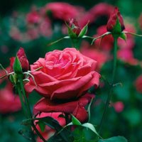 خطابة زواج شرعي في اسطنبول (@khataba_i) 's Twitter Profile