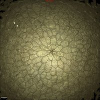 Graziella Iossa (@g_iossa) 's Twitter Profile