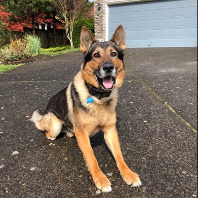 Bravo is a retired working dog. He's a purebred German Shepherd who’s now 11 years old. Bravo served 7 years on patrol in a major metro US city.  RIP 7/20/20