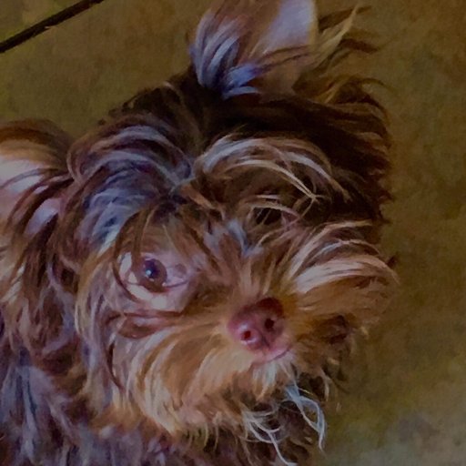 We are a small home-based breeder of Parti and Chocolate Yorkies