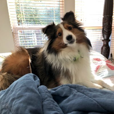 Love Shetland Sheepdogs, all canines and the Arkansas Razorbacks; Grad of Hendrix College & U of A; “There - but for the grace of God - go I”; Kindness Matters