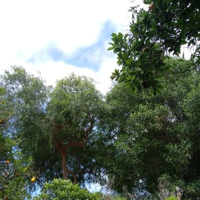 OneOldOilDog86's profile picture. ☁⛅🌞 We realize the bounty we have 🌎🌍🌏