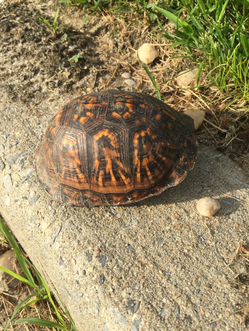 TurtleRosebud Profile Picture