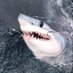 Andrew B (@andrewb53917652) Twitter profile photo Andrew B (@andrewb53917652) Twitter profile photo