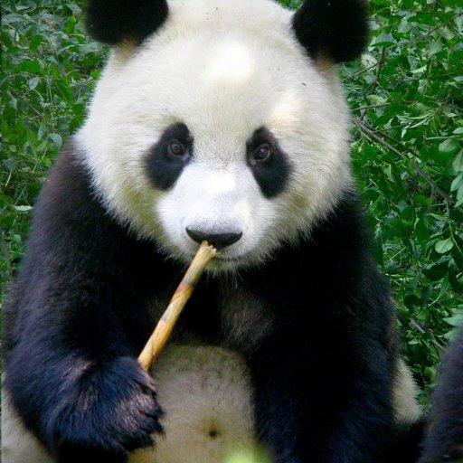 geopanda69's profile picture. I like to ask the tough questions.