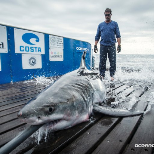 I'm a great white shark tagged by @OCEARCH in Nova Scotia. @SeaWorld named me using suggestions from Nova Scotians after the explorer John Cabot.