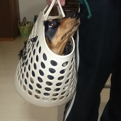 LUKE_150312's profile picture. MダックスBT♂ルーク(10才)やんちゃ🐶🐾
先代犬はシルバーダップル♂16才(腎不全により)虹の橋へ🌈      📣無言フォローいつでもOK！
楽しい配信が大好きです

    #ワンコ  #ミニチュアダックス親衛隊 (No.116)