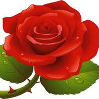 🌹ورده في صحراء قاحله🌹 (@z6x2gomu0z6waip) 's Twitter Profile