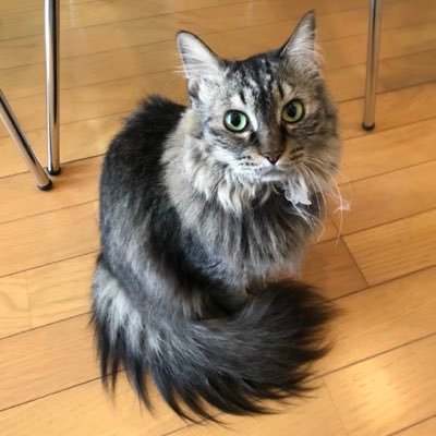 suikyo_hacklog's profile picture. 