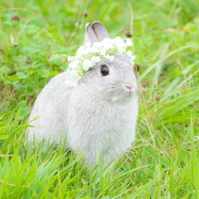 西西文庄さんのプロフィール画像