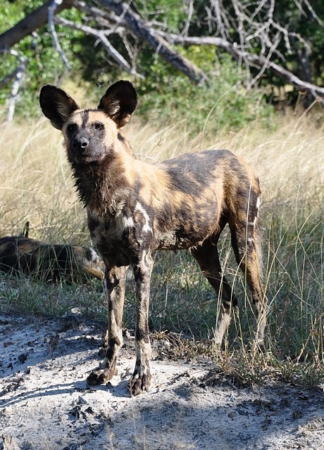 desogrady's profile picture. 