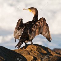 Ex Cormorants (@ex_cormorant) 's Twitter Profile Photo Ex Cormorants (@ex_cormorant) 's Twitter Profile Photo