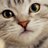 usami_cat12