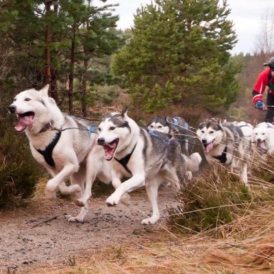 Dog Trainer, Musher & Project Manager. Passionate about Sleddogs, working Dogs, rescue Dogs, in fact all Dogs, lifting weights, Photography & life on our Farm!