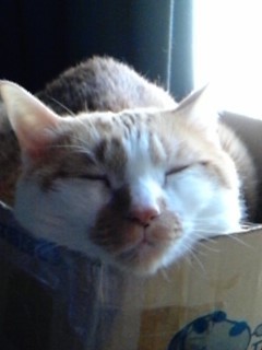 dousan871's profile picture. とうきょうの ちいさな アパートに まめたほんぽ と いう てぃーしゃつや を いとなむ アルジと ふたりで すんでいたが 19さいはん で にじのはしを わたった ねこなので たいした つぶやき は しない が フォロー するがよい がぞう も むだんしよう かのう だ っていうか しろ