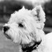 Denise Mallon (@denise_mallon1) Twitter profile photo Denise Mallon (@denise_mallon1) Twitter profile photo