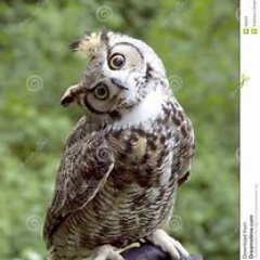 dianelwe's profile picture. #Resist #FBR #Resistance #VoteThemOut  🌊