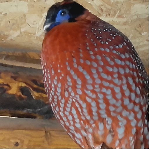 Attila__Zoltan's profile picture. 