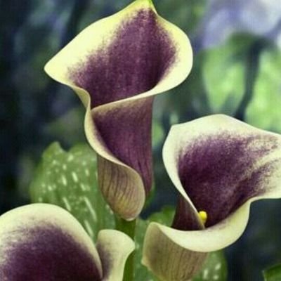 MarioPauale's profile picture. Viviendo un día a la vez🙂