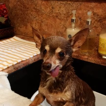 HottChihuahuaaa's profile picture. I'm five pounds and here to rule the world.