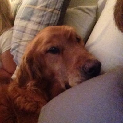 Constitutional Conservative, love and rescue Golden Retrievers. Pure Blood Ecclesiastes 10:2. NRA member, American Nationalist. @Mac_22lr on GETTR coffee drinkr