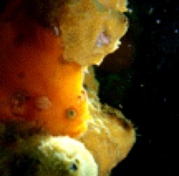 shimissun's profile picture. kubell / Chatwork BPaaS CSM ← CADDi DRAWER ← EC-Media ← RECRUIT HR Sales ← Edu / ロクハンdiver🤿 海行けない 3人子持👦👦👧