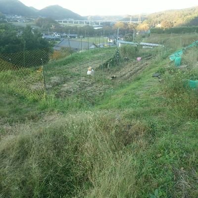 ddQfaD508iJA2tH's profile picture. 耕さない、除草しない、少肥の自然菜園の家庭菜園をやってます。ゆくゆくは、今より畑を広げて、直販店におろすか、ネットで野菜販売を模索中です。まずは、野菜がうまくできなくては。ただ今、奮闘中です＼(^o^)／