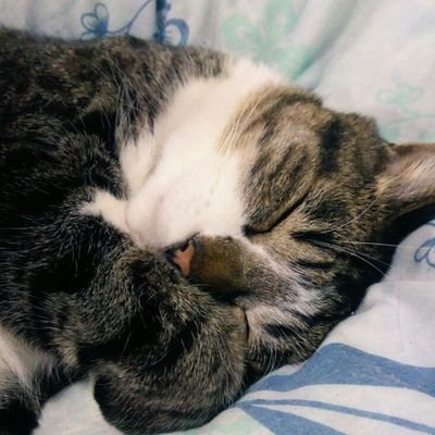 いくさんのプロフィール画像