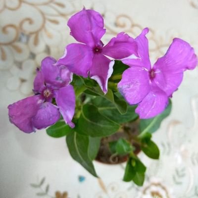 Hammad100000000's profile picture. 