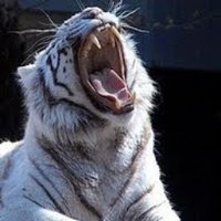 WeißerTiger (@ertigerwei) 's Twitter Profile