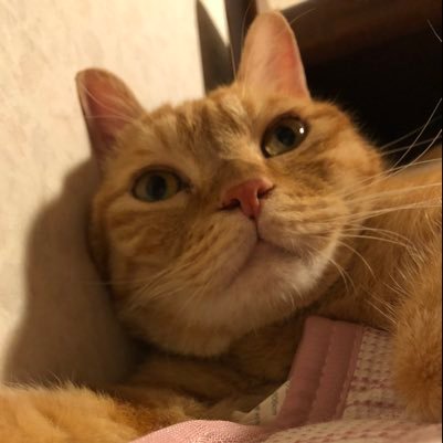 chivi_gm's profile picture. 3匹の保護猫と暮らしています😻 #猫好きさんと繋がりたい #茶トラ (メル)♂ #はちわれ (チビ)♀#くろ (キキ)  よろしくお願いします。