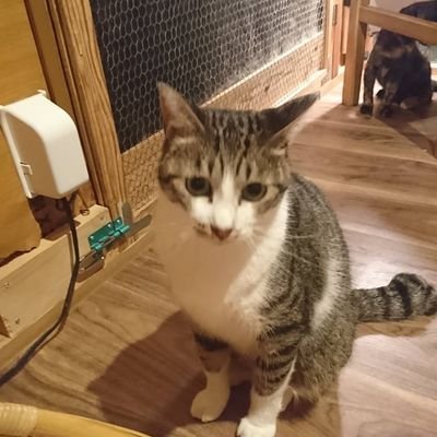 ジャスミン猫 Happynoranora Twitter