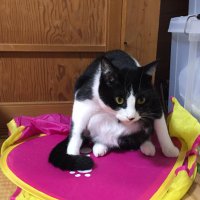 cafe Birdbath (@cafebirdbath) 's Twitter Profile