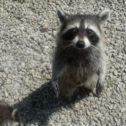 Thrillobs's profile picture. 