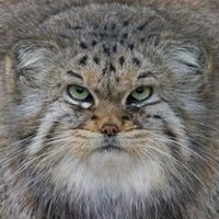 CAT GOD (@catgod20) 's Twitter Profile Photo CAT GOD (@catgod20) 's Twitter Profile Photo