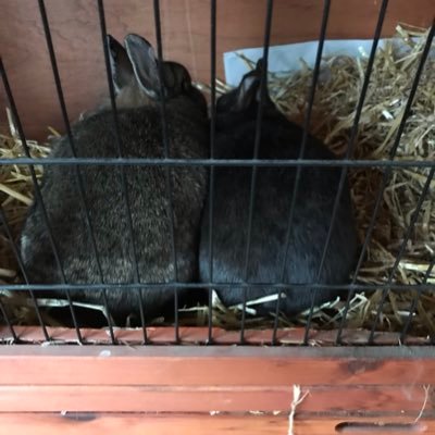 CherylynPitcher's profile picture. Mum, Borussia Dortmund fan since 1997; Bunny mum too