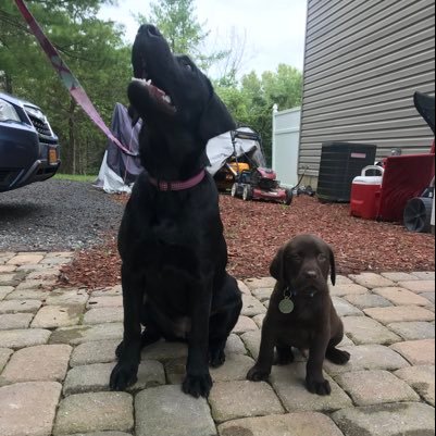 ChiudinaLynne's profile picture. i am a new doggy care kennel owner through out this oage i sm going to show you all abot what i do and how i do it. I am very professional and love what I do.