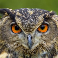 Katrin Schöpf (@ksforleaders) 's Twitter Profile Photo