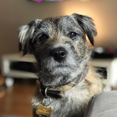 My name is Yoji and I am a 11 year old Border Terrier. I like snuggling and finishing off your cup of tea, sausage rolls and my crinkly sprout! 🌈 OTRB 20/11/19