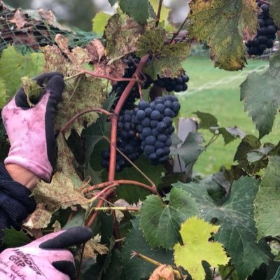 Bear Creek Winery - located in Fargo, ND. A local winery specializing in cold climate grapes. Tasting Room open now! Private event space available.