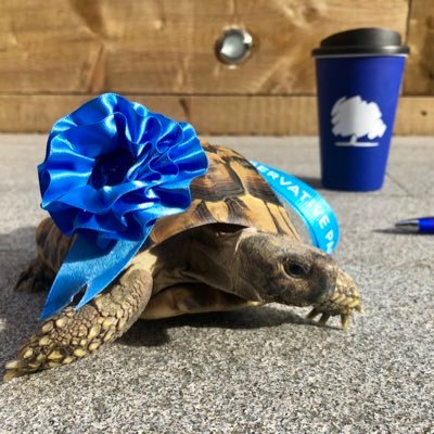 Tory Tortoise Profile