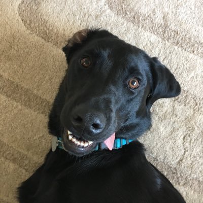 I'm a Primary Education first year student at York St. John University. The profile picture is of my mad dog Stanley.