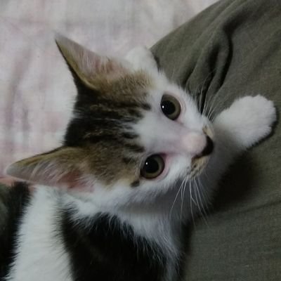 Metto_Hanyan's profile picture. 保護猫×２＋夫の４人家族🍀                                                              保護子猫預かりetc🐈️🐈️🍝🍛🍙
#北のしっぽ